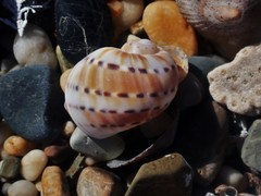 Naticarius alapapilionis