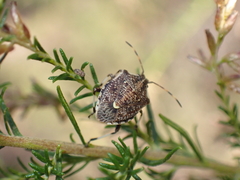 Oncocoris geniculatus