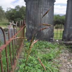 Sorghum leiocladum