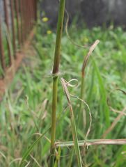 Sorghum leiocladum
