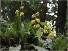 Calanthe striata
