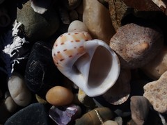 Naticarius alapapilionis