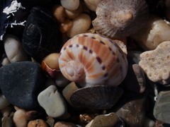 Naticarius alapapilionis