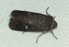 Proteuxoa bistrigula