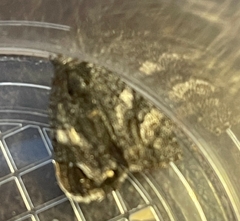 Litocala sexsignata