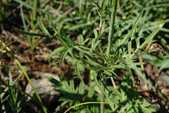 Scabiosa bipinnata