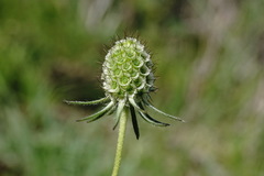 Scabiosa bipinnata