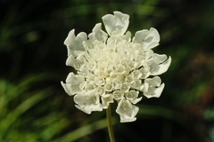 Scabiosa bipinnata