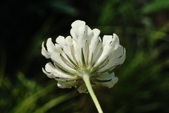 Scabiosa bipinnata