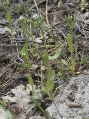 Plectritis macrocera