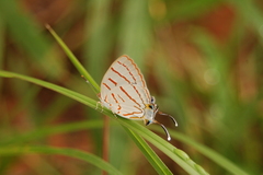 Hemiolaus caeculus caeculus