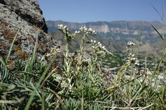 Petrosedum subulatum
