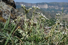 Petrosedum subulatum