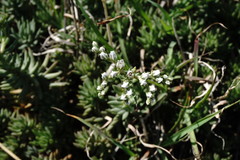 Petrosedum subulatum