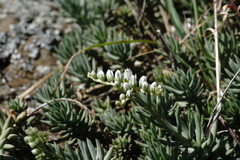 Petrosedum subulatum