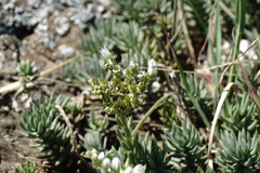 Petrosedum subulatum