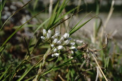 Petrosedum subulatum
