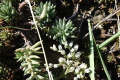 Petrosedum subulatum
