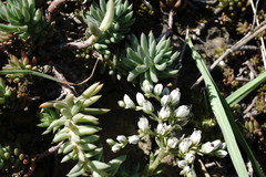 Petrosedum subulatum