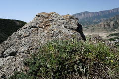Petrosedum subulatum
