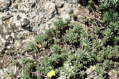 Petrosedum subulatum