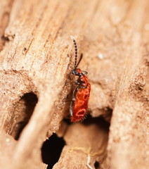 Lemodes coccinea
