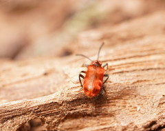 Lemodes coccinea