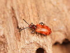 Lemodes coccinea
