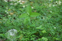 Chloranthus serratus