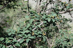 Cotoneaster meyeri