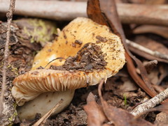Russula neerimea