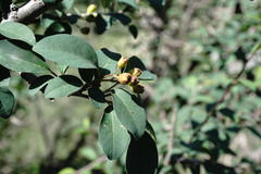 Cotoneaster meyeri