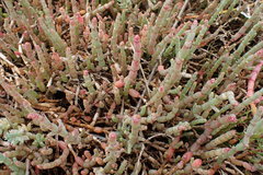 Salicornia decumbens