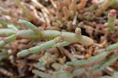 Salicornia decumbens