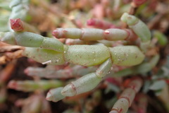 Salicornia decumbens