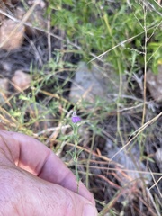 Justicia petiolaris