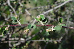Cotoneaster morulus
