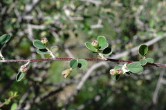 Cotoneaster morulus
