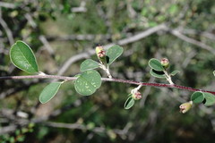 Cotoneaster morulus