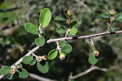 Cotoneaster morulus