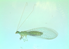Chrysoperla carnea