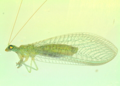 Chrysoperla carnea