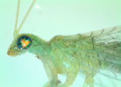 Chrysoperla carnea