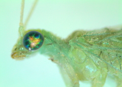 Chrysoperla carnea