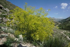 Bilacunaria microcarpos