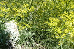 Bilacunaria microcarpos