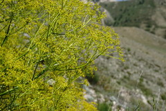 Bilacunaria microcarpos