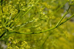 Bilacunaria microcarpos