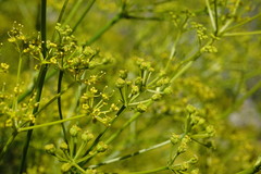 Bilacunaria microcarpos