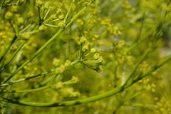 Bilacunaria microcarpos